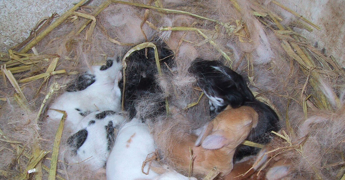 Сколько беременность у кроликов