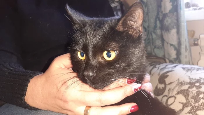 Looking for a home for a teenage kitten Barsik - My, cat, Kittens, Black cat, Homeless animals, In good hands, Animal shelter, Lugansk region, No rating, Video