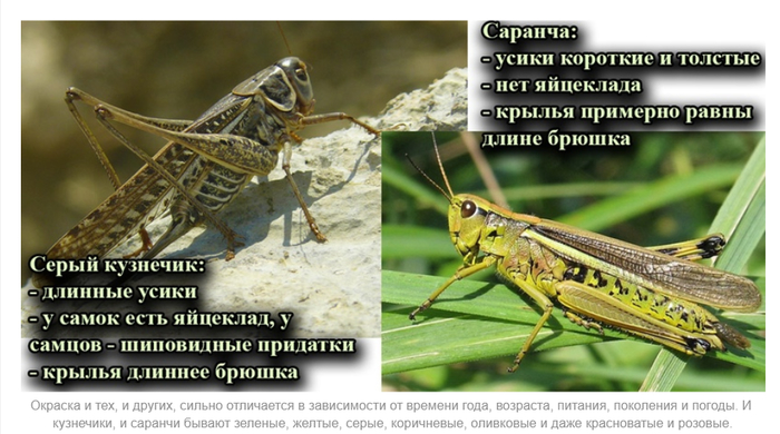 Чем питается муха если у нее лижущий ротовой аппарат. Смотреть фото Чем питается муха если у нее лижущий ротовой аппарат. Смотреть картинку Чем питается муха если у нее лижущий ротовой аппарат. Картинка про Чем питается муха если у нее лижущий ротовой аппарат. Фото Чем питается муха если у нее лижущий ротовой аппарат