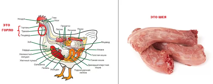 With your chicken necks - Biology, Hen, Meat, Reply to post, A wave of posts