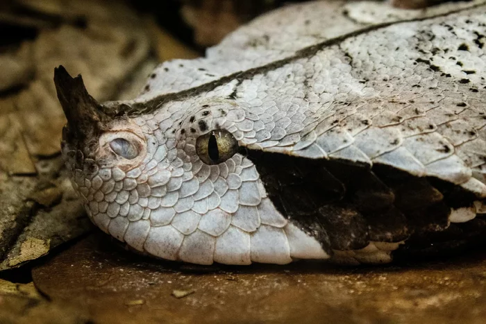 Gaboon viper: A deadly reptile that is difficult to get to bite, even when held - Snake, Vipers, Gabonese viper, Animal book, Yandex Zen, Longpost