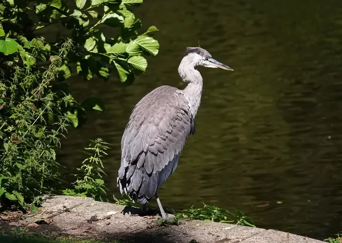 Heron - My, Gray heron, Nature, Birds