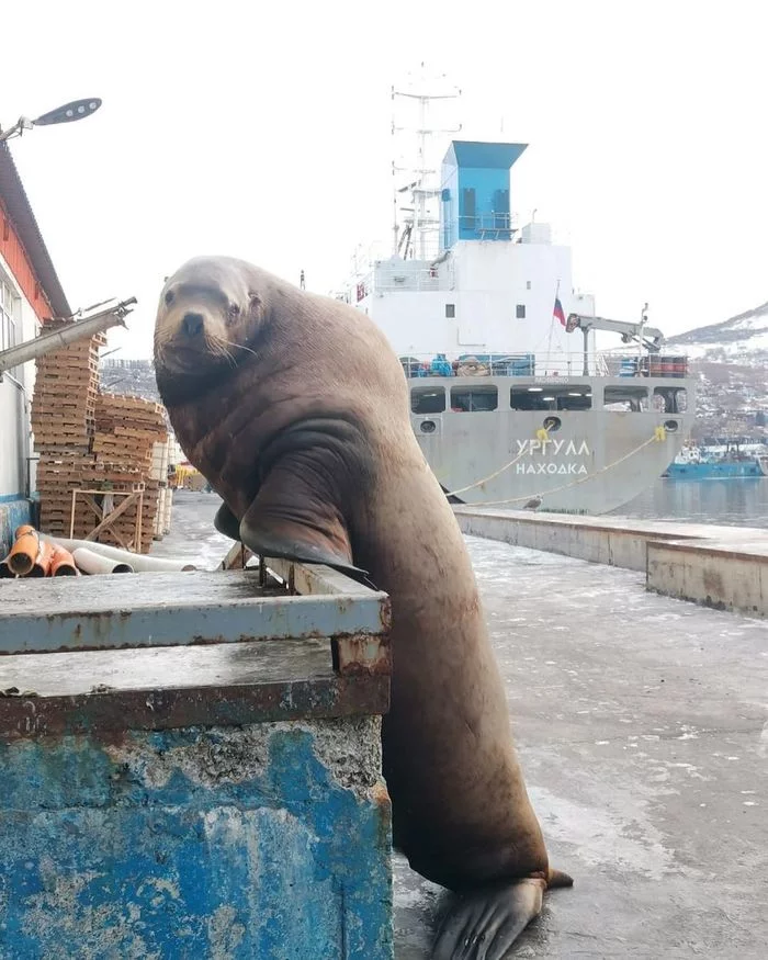 Well handsome! - Kamchatka, Petropavlovsk-Kamchatsky, Sea lions, Port, Nature, Interesting, Positive, Longpost