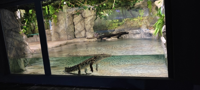 Может ли крокодил жить без хвоста? Пензенский океанариум, Крокодилы, Хвост, Пенза, Видео, Длиннопост Может ли крокодил жить без хвоста? Пензенский океанариум, Крокодилы, Хвост, Пенза, Видео, Длиннопост