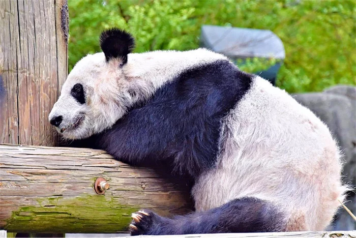 Panda suffering in captivity - Panda, The Bears, Wild animals, Zoo, Memphis, Tennessee, USA, North America, The national geographic, Animal defenders, Artificial insemination, Animal protection, Video, Longpost