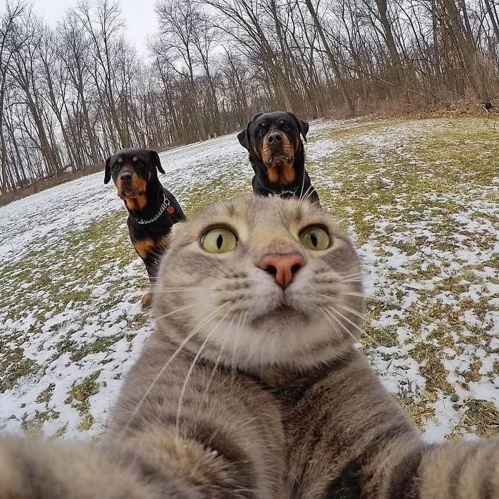 Selfie - cat, Pets