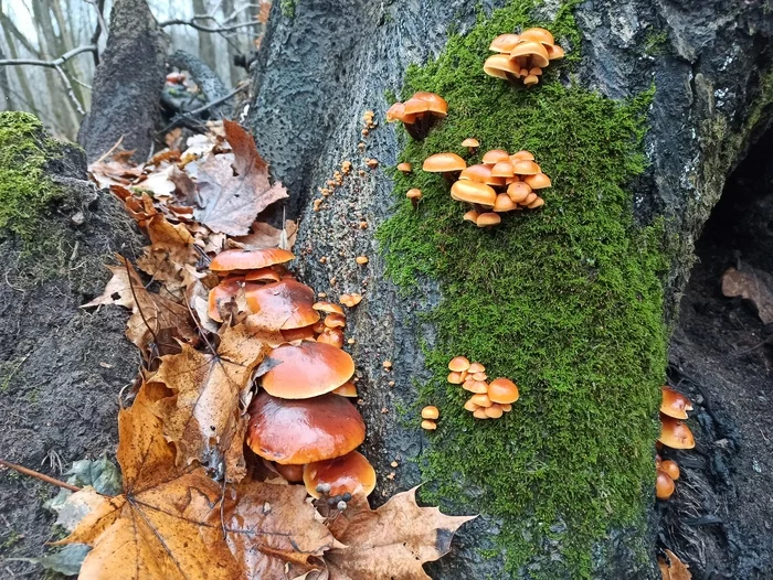 winter mushrooms - My, Mushrooms, Mushroom pickers, Forest, Honey mushrooms, Longpost