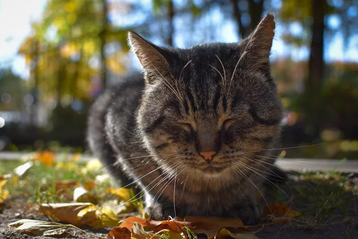 autumn warming - My, cat, Milota, Street photography, Kaliningrad