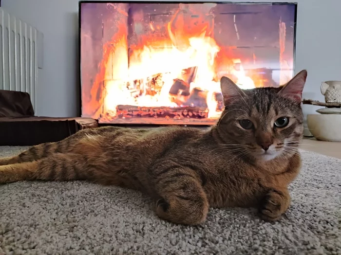 Warm evening - My, cat, Fireplace, Cosiness