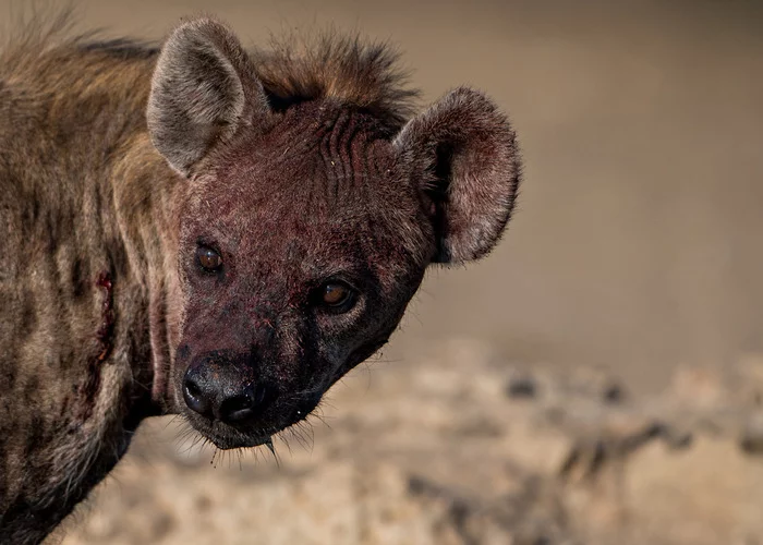 After the fight - Hyena, Spotted Hyena, Predatory animals, Wild animals, wildlife, National park, South Africa, The photo, Blood