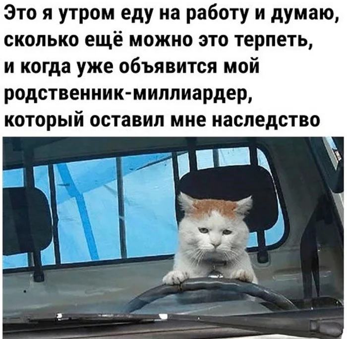 Morning is never good - cat, Memes, Humor, Morning, Behind the wheel, Picture with text