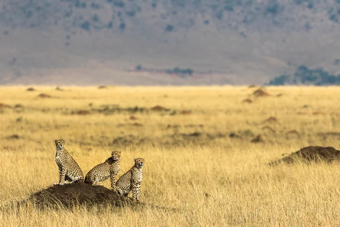 Three heroes - Cheetah, Small cats, Cat family, Predatory animals, Wild animals, wildlife, Reserves and sanctuaries, Masai Mara, Kenya, Africa, The photo