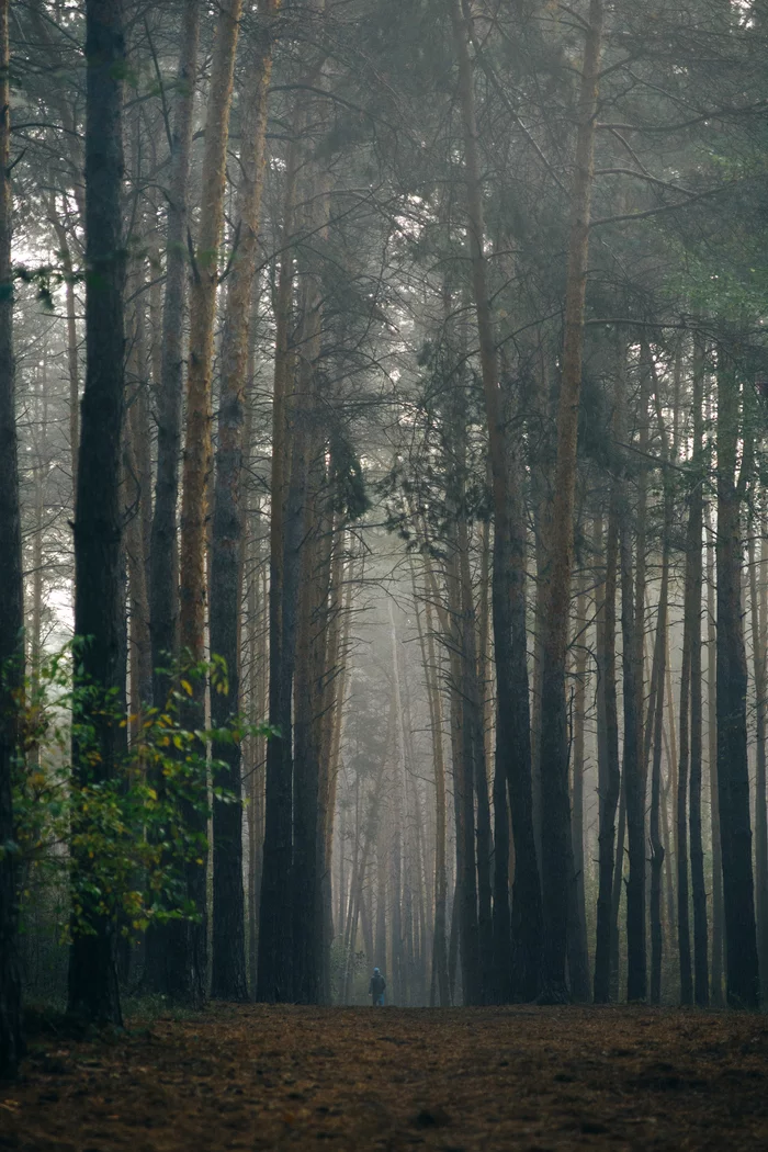Foggy morning - My, Forest, Fog, Morning in a pine forest, Voronezh, The photo, beauty of nature