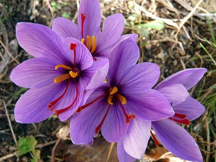 Saffron - Saffron, Plants, Spices, The photo