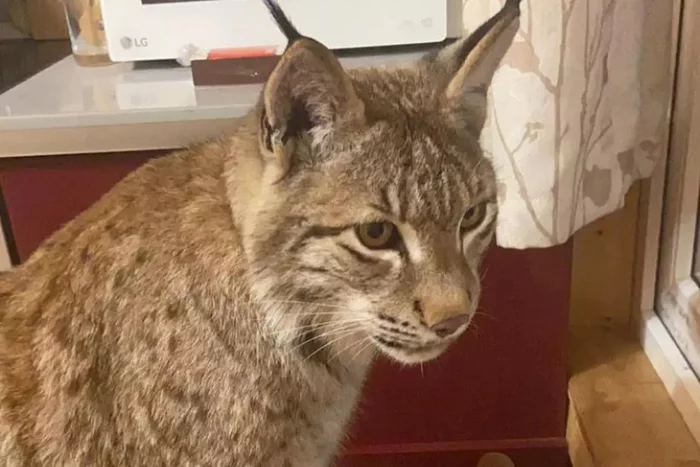 A lynx that is afraid of men walked around the Moscow region - Lynx, Подмосковье, City walk, Schelkovo, Moscow region, Small cats, Walk, Cat family, Predatory animals, Animals, Town, Incident, No casualties