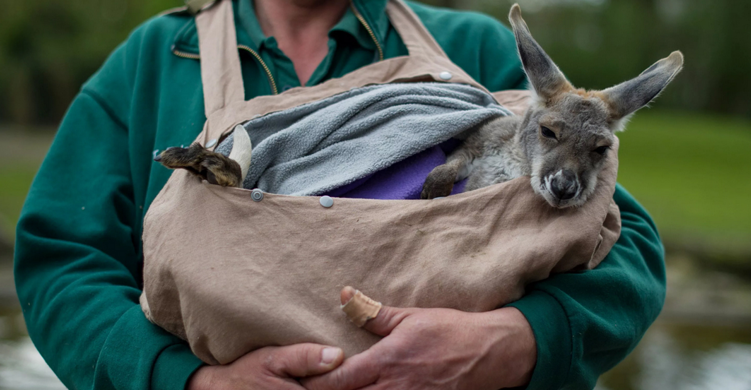 Volunteers help animals. Волонтеры животных. Волонтеры Австралии. Животные на улицах Австралии. Волонтеры Австралия животные.