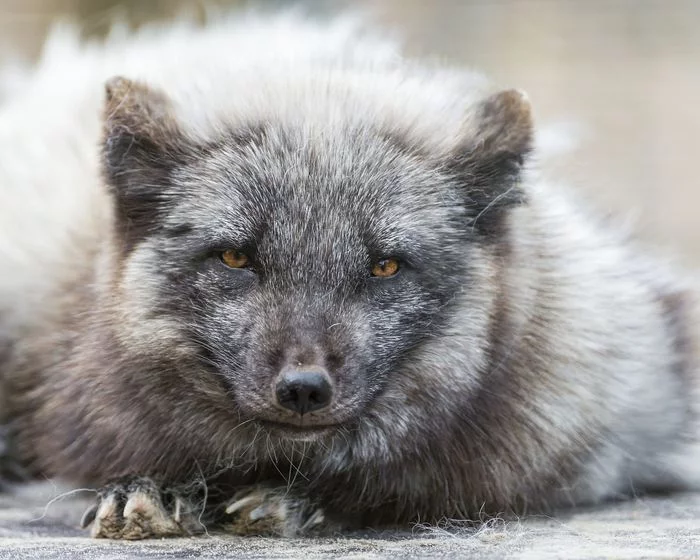 Arctic foxes - Arctic fox, Canines, Predatory animals, Wild animals, Zoo, The photo, Longpost