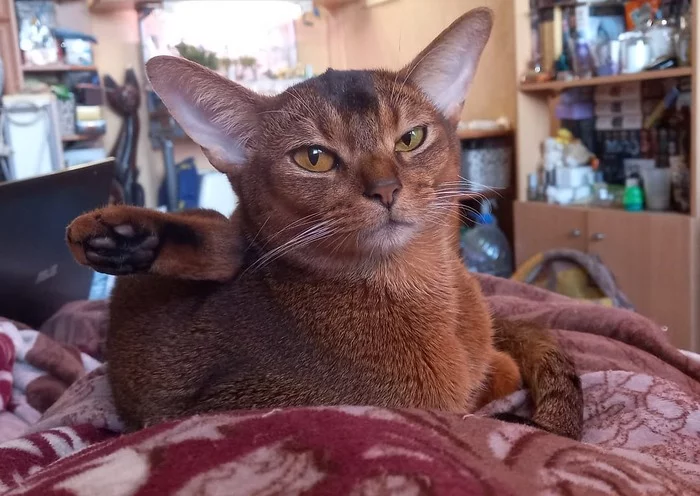 Reply to the post I did yoga and got a little tired :) - My, The photo, cat, Humor, Abyssinian cat, Reply to post, Hoba