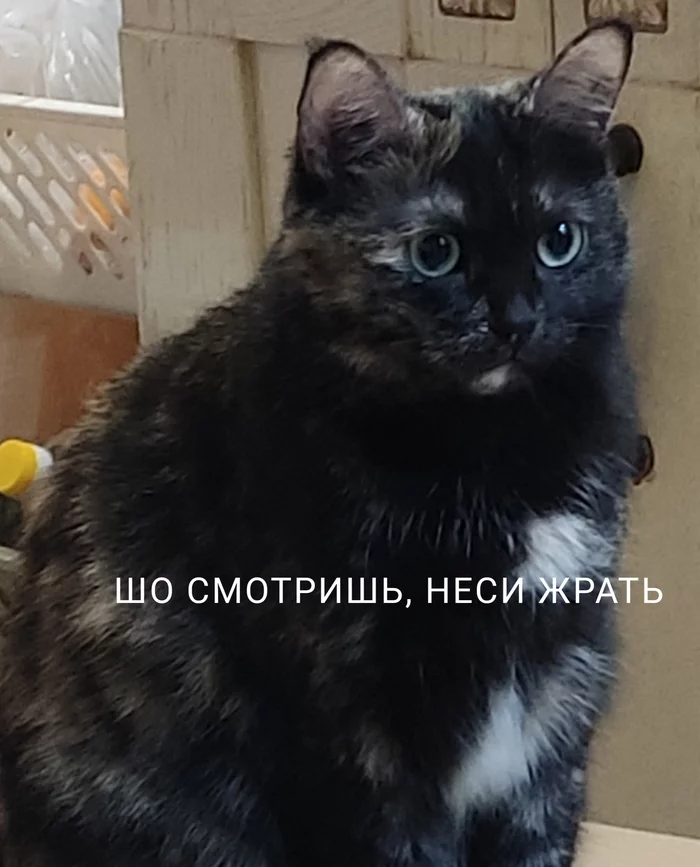 И так каждый день после работы - Кот, Смешные животные, Длиннопост, Домашние животные