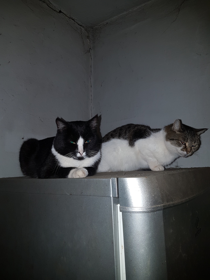 Когда заняли твой холодильник