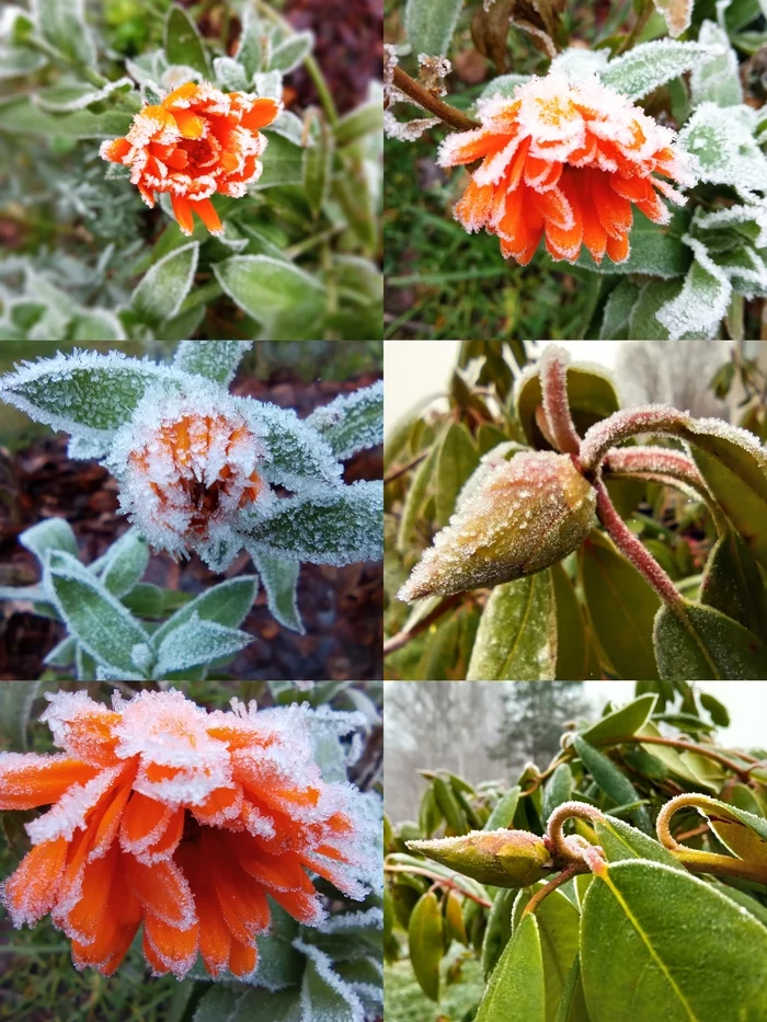 frost - My, Frost, Snow, Flowers, Calendula, Kidney
