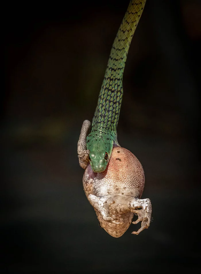 Shrub green already with prey - Already, Snake, Reptiles, Frogs, Mining, Wild animals, wildlife, National park, Zimbabwe, Africa, The photo