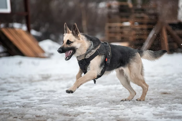 Another selection of photos from the training on ZKS - My, ZKS, Dog, Training, Snow, The photo, Longpost