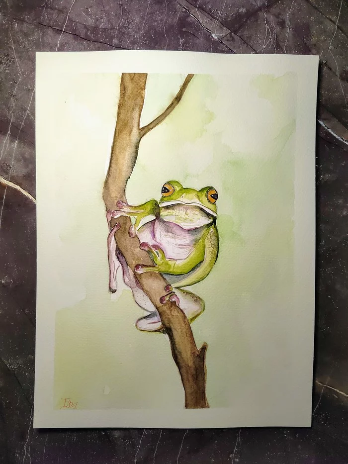 Frog - My, Frogs, Watercolor, Drawing, Green, Branch