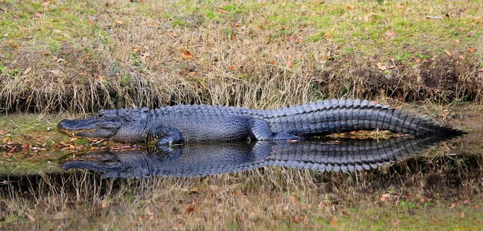 Может ли крокодил жить без хвоста? Пензенский океанариум, Крокодилы, Хвост, Пенза, Видео, Длиннопост Может ли крокодил жить без хвоста? Пензенский океанариум, Крокодилы, Хвост, Пенза, Видео, Длиннопост