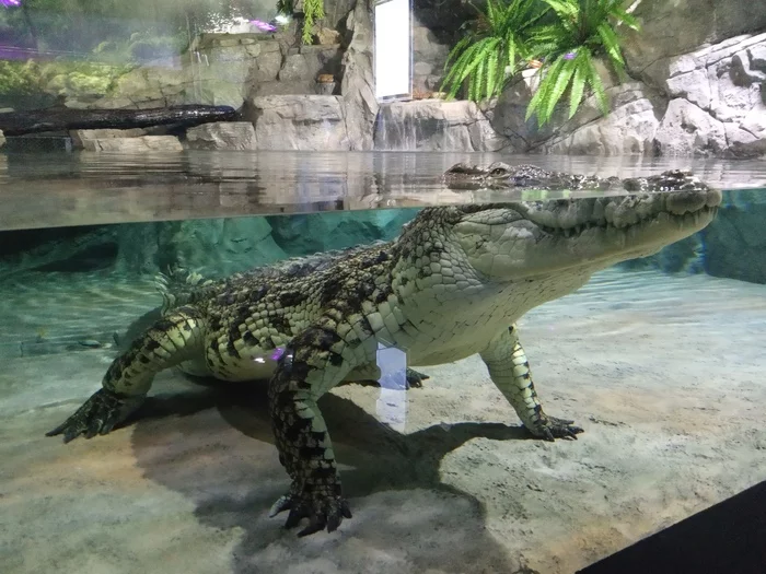 Может ли крокодил жить без хвоста? Пензенский океанариум, Крокодилы, Хвост, Пенза, Видео, Длиннопост Может ли крокодил жить без хвоста? Пензенский океанариум, Крокодилы, Хвост, Пенза, Видео, Длиннопост