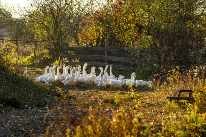 Geese - My, Гусь, Pets, Animals