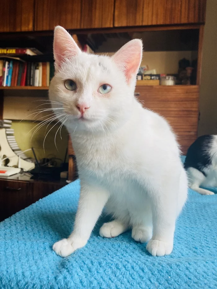 I am attaching a zoo) City of Almaty) - My, Almaty, Kazakhstan, In good hands, Kittens, Longpost, cat, Zoo, Video