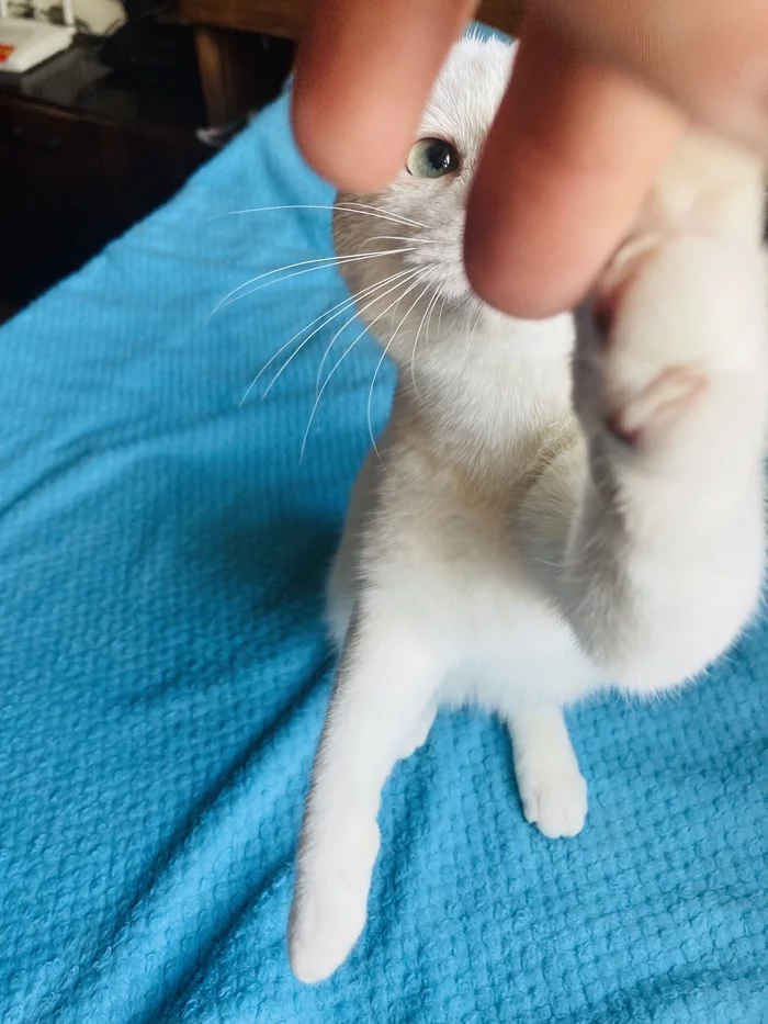 I am attaching a zoo) City of Almaty) - My, Almaty, Kazakhstan, In good hands, Kittens, Longpost, cat, Zoo, Video