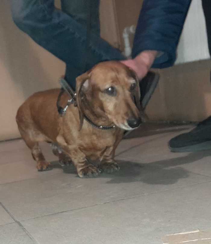Looking for an owner for a dachshund, Tolyatti [Owner found] - My, Dog, In good hands, Dachshund, Tolyatti, Helping animals, No rating