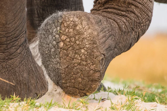 Sole - Elephants, Wild animals, wildlife, National park, Botswana, South Africa, The photo, Feet, Legs