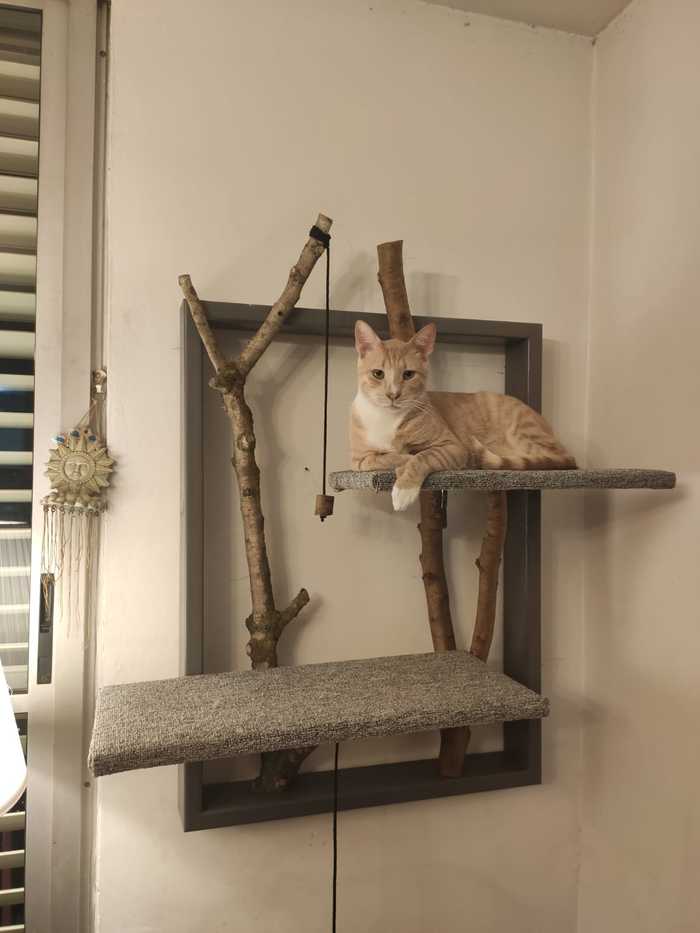 Watchtower for a cat - My, cat, Order, Cozy marina, Needlework without process