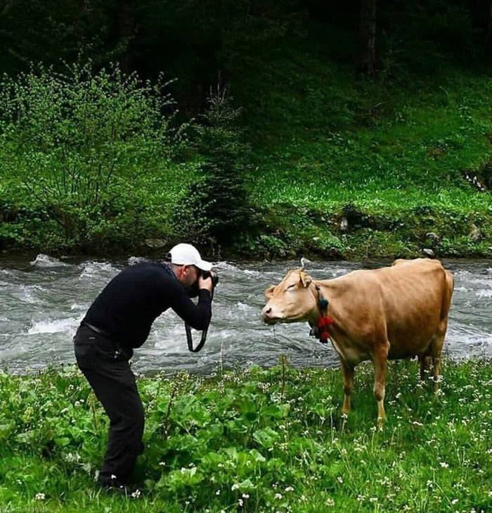 Miss Burenka - Cow, Photographer, Nature, Posing