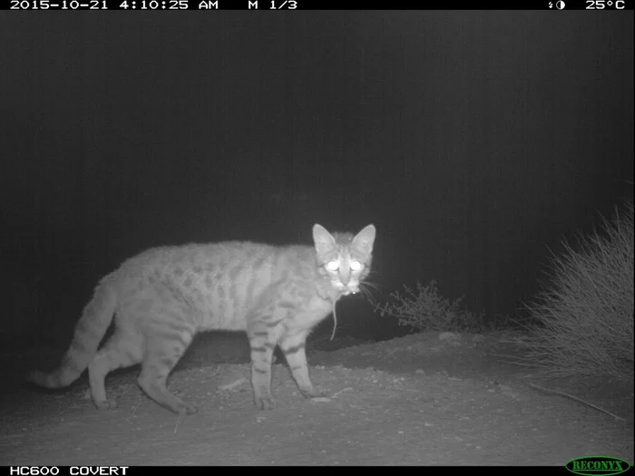 Australian scientists use implants to make Australian animals poisonous to cats - Australia, Endemic, Scientists, Biologists, Innovations, Animals, cat, Capsule, Invasive species, The national geographic, I, Protection of Nature, Longpost