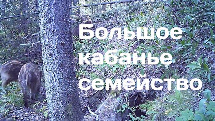 Camera trap in Kenozero: a large family of wild boars on a walk near a badger hole - Animals, Ecology, Kenozerye, Nature, Protection of Nature, Eco-city, Video