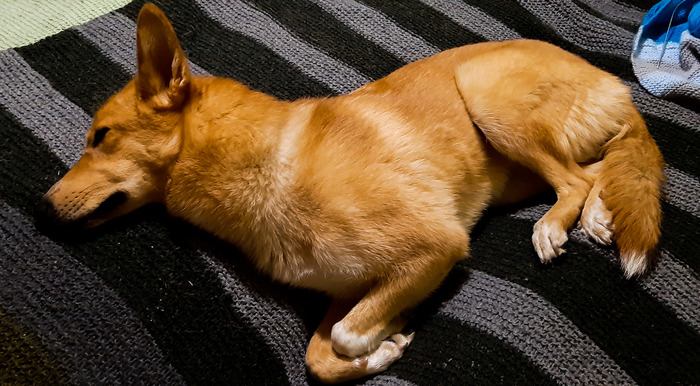 Балдеет на диване, пока хозяйка добрая