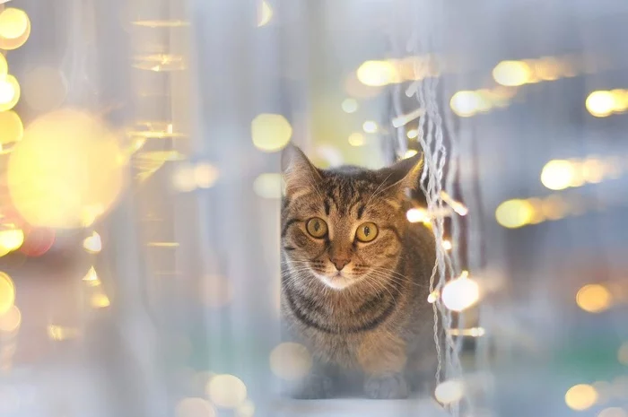 New Year's Eve Marina - cat, Lights, The photo