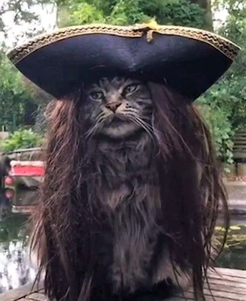 Old pirate - cat, Peace of mind, Cat-Filibuster, Pirates