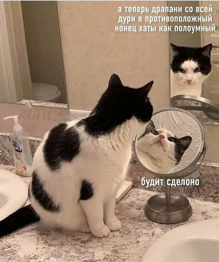 Voices in your head... - cat, Voices in my head, Mirror, Humor, Picture with text