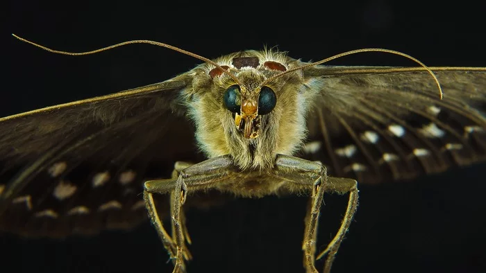 Is there a fur coat? Then I'm with you! - Insects, Moth, Macro photography, The photo