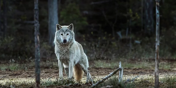 Norwegian wolves are the most wolf wolves in the world, but they are no more - Wolf, Norway, Scandinavia, Predatory animals, Wild animals, Disappearing, Scientists, University, The national geographic, Genome, Analysis, Genetic material