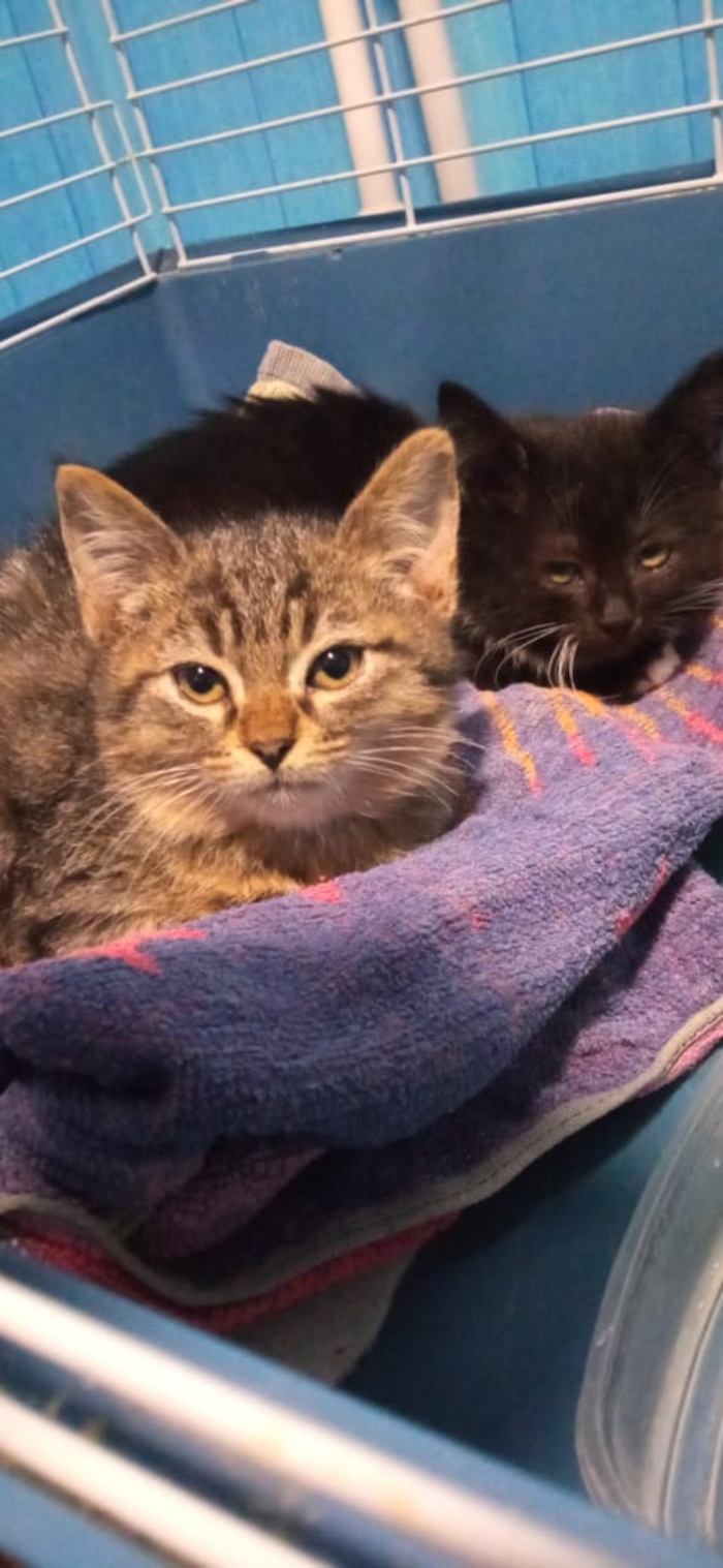 Вот читай тут написано что я котик ты котик. 1638506801134069140. Вот читай тут написано что я котик ты котик фото. Вот читай тут написано что я котик ты котик-1638506801134069140. картинка Вот читай тут написано что я котик ты котик. картинка 1638506801134069140. Вот читай тут написано что я котик ты котик. 1638506801134069140. Вот читай тут написано что я котик ты котик фото. Вот читай тут написано что я котик ты котик-1638506801134069140. картинка Вот читай тут написано что я котик ты котик. картинка 1638506801134069140.