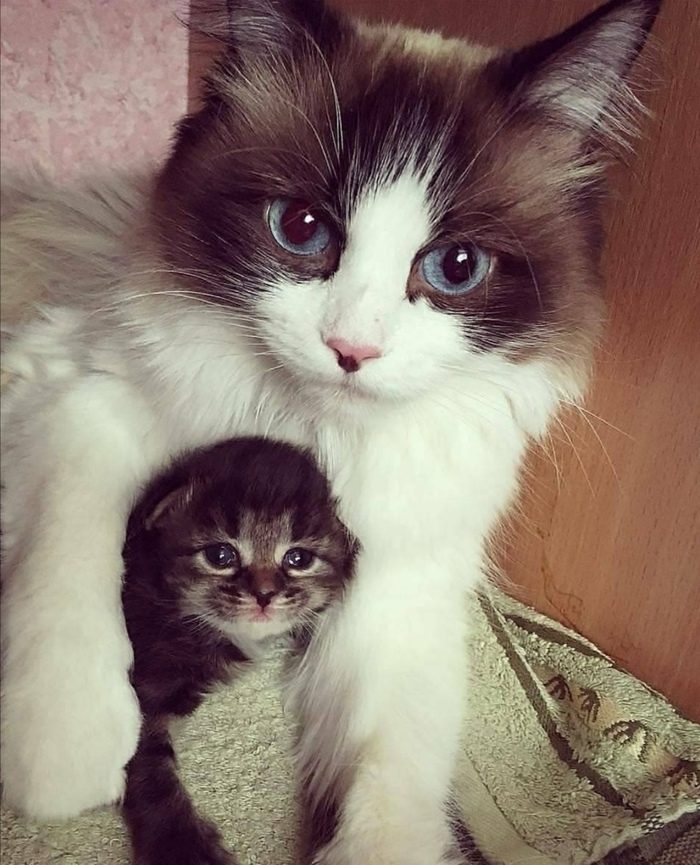 Взгляд на мир Кот, Взгляд на мир