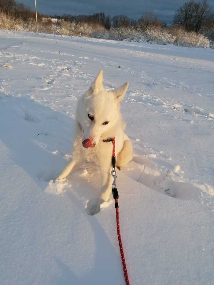 Tomorrow Rose is 7 months old - My, Laika, West Siberian Laika, Dog