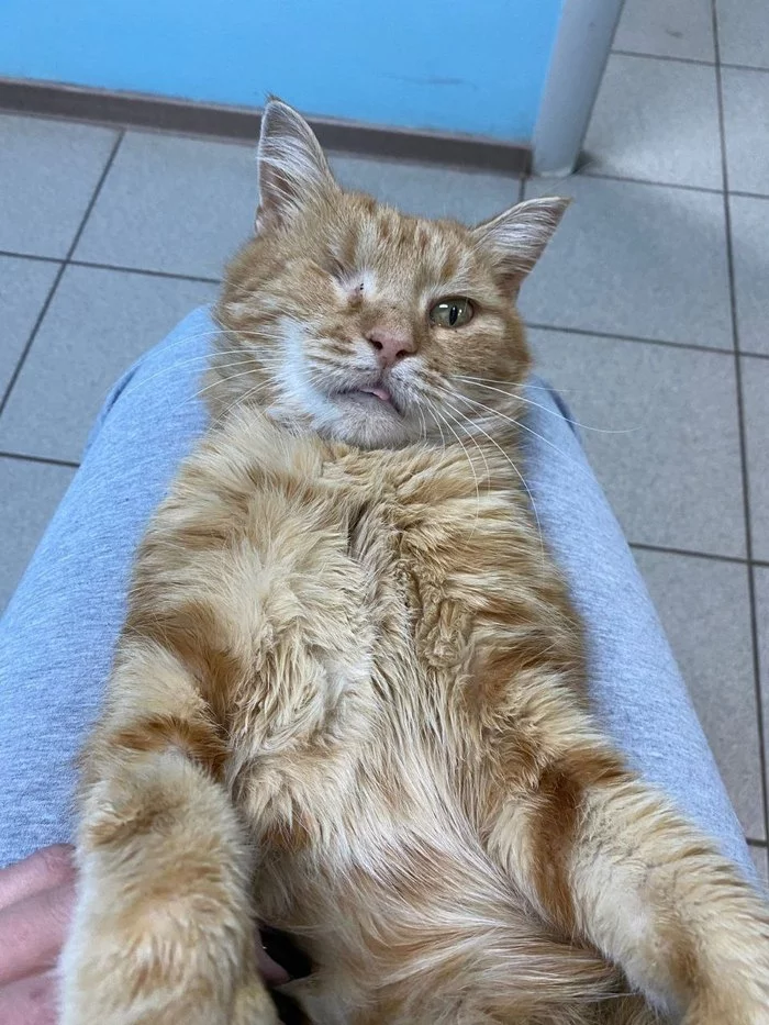 Good Pirate looking for a home - My, Pets, Moscow, Moscow region, Kaluga, Kaluga region, Redheads, cat, Homeless animals, Fluffy, Kindness, Video, Longpost, In good hands, No rating, Within Zhukovsky, Zhukovsky
