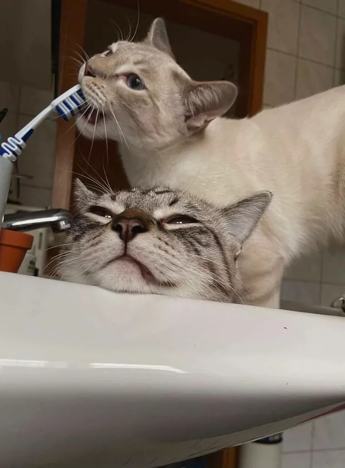 Which types - cat, Bathroom, Toothbrush, Facial expression